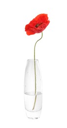 Photo of One beautiful poppy flower in vase isolated on white