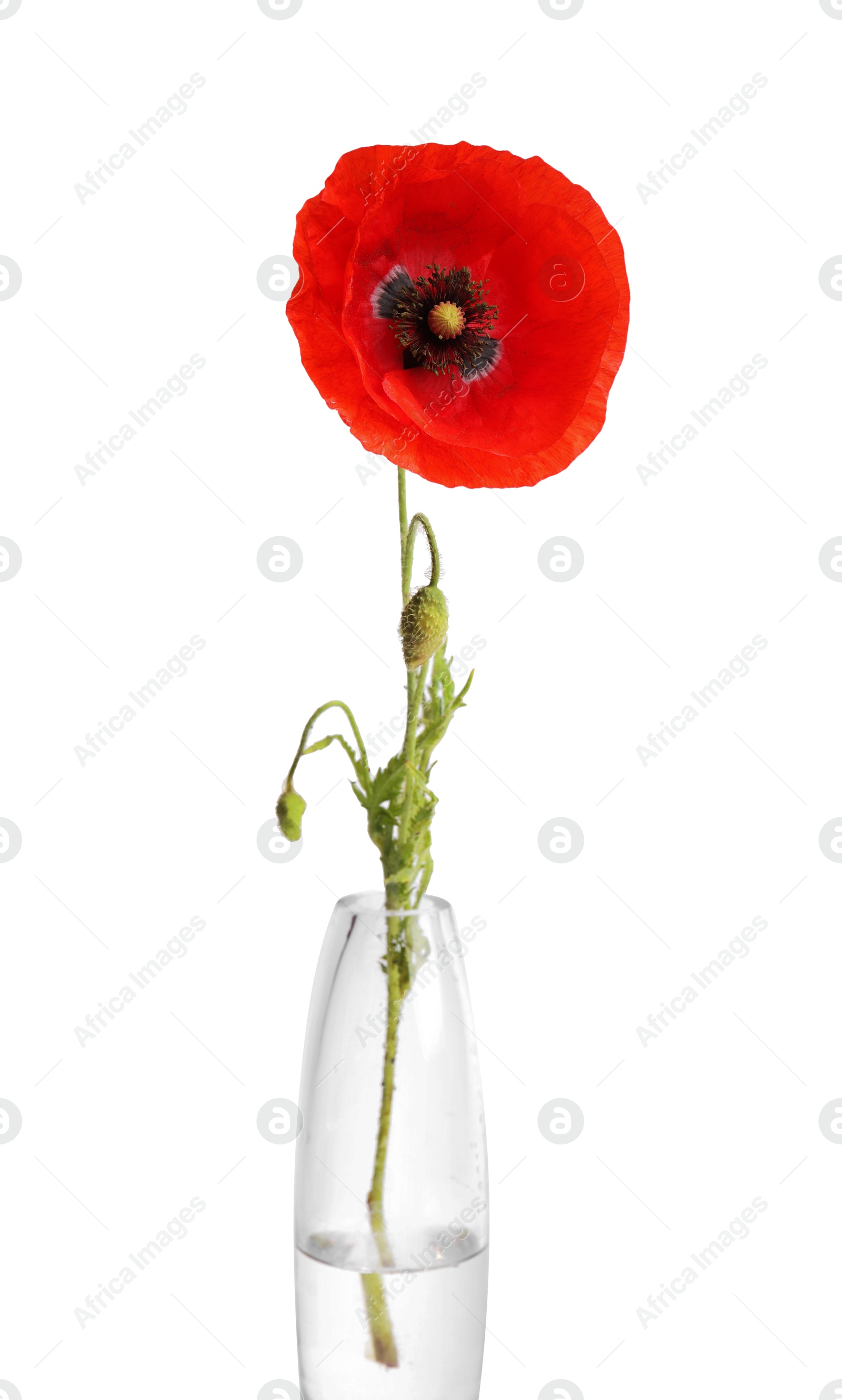 One beautiful poppy flower in vase isolated on white Photo of One beautiful poppy flower in vase isolated on white