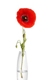 Photo of One beautiful poppy flower in vase isolated on white