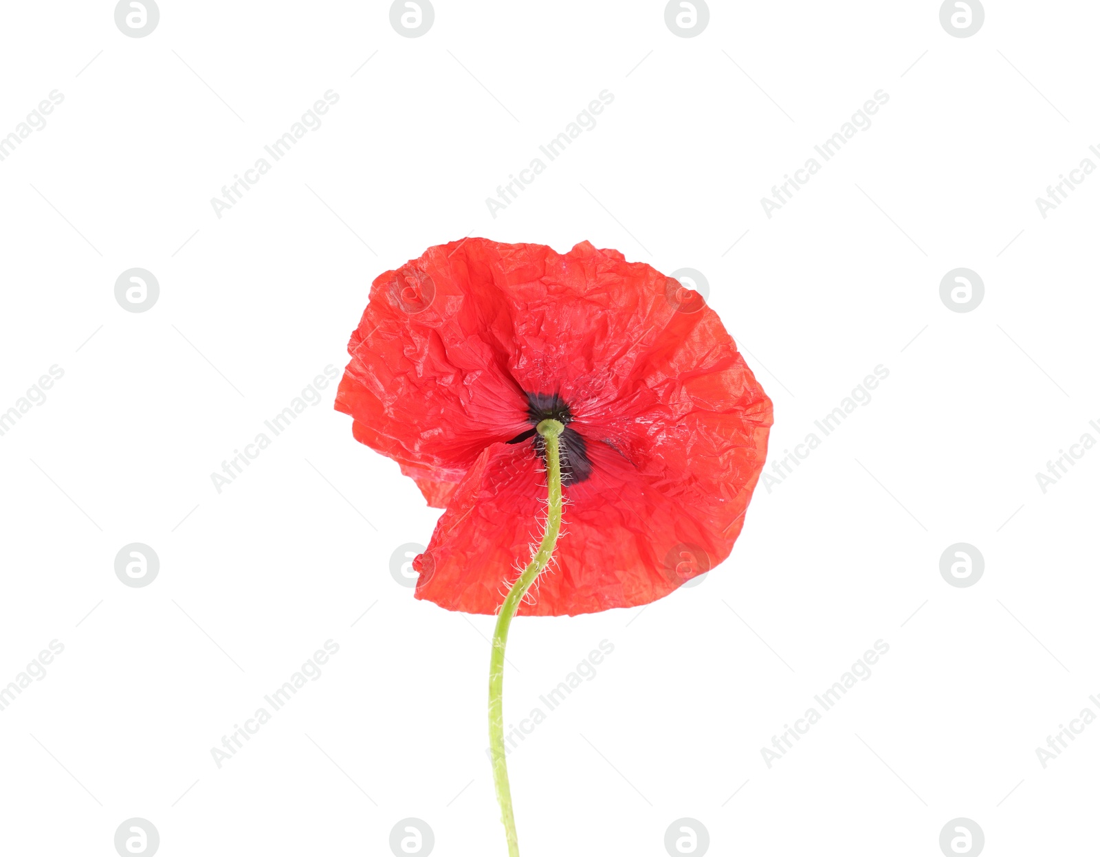 One beautiful poppy flower isolated on white Photo of One beautiful poppy flower isolated on white