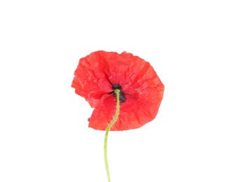 Photo of One beautiful poppy flower isolated on white
