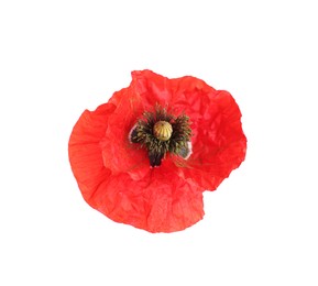 Photo of One beautiful poppy flower isolated on white