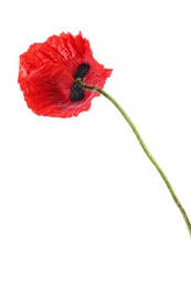 Photo of One beautiful poppy flower isolated on white