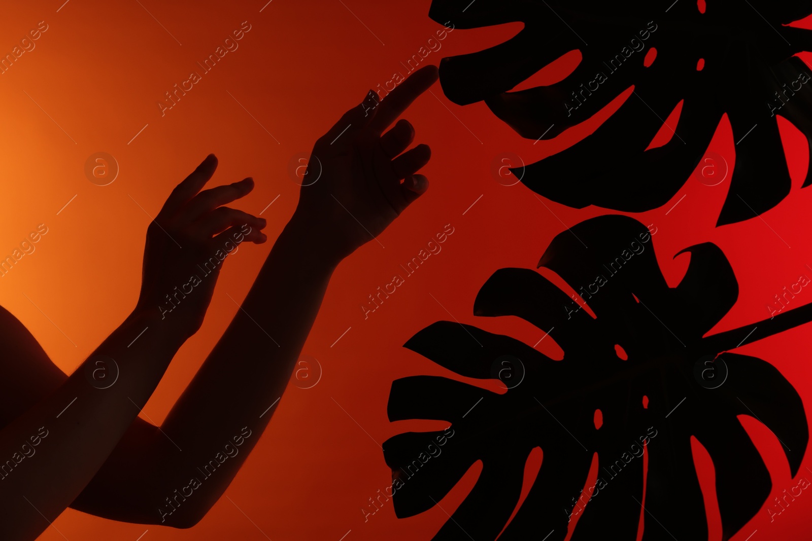 Silhouette of woman and tropical leaves on red gradient background, closeup Photo of Silhouette of woman and tropical leaves on red gradient background, closeup