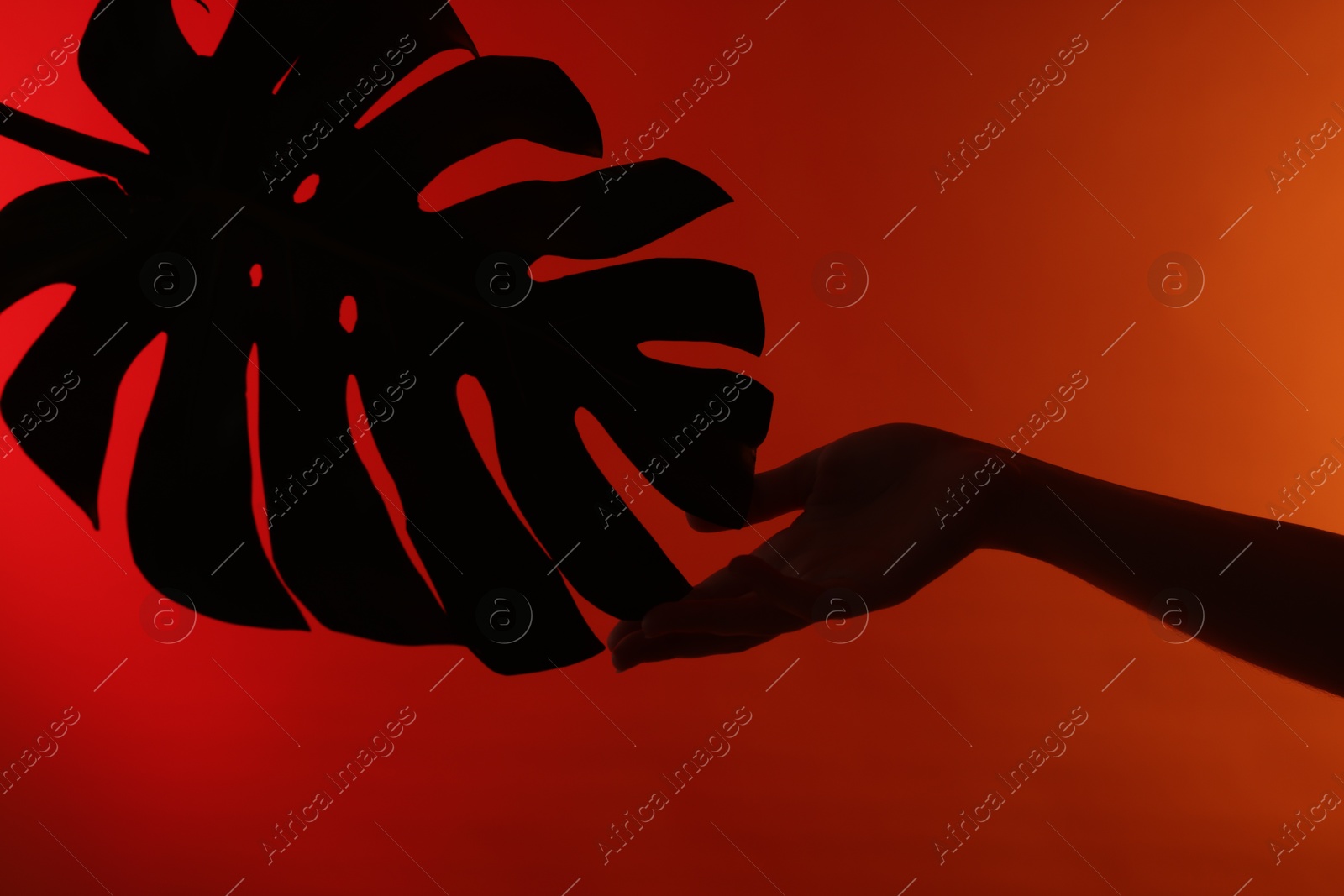 Silhouette of woman and tropical leaf on red gradient background, closeup Photo of Silhouette of woman and tropical leaf on red gradient background, closeup