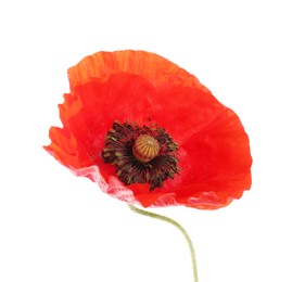Photo of One beautiful poppy flower isolated on white
