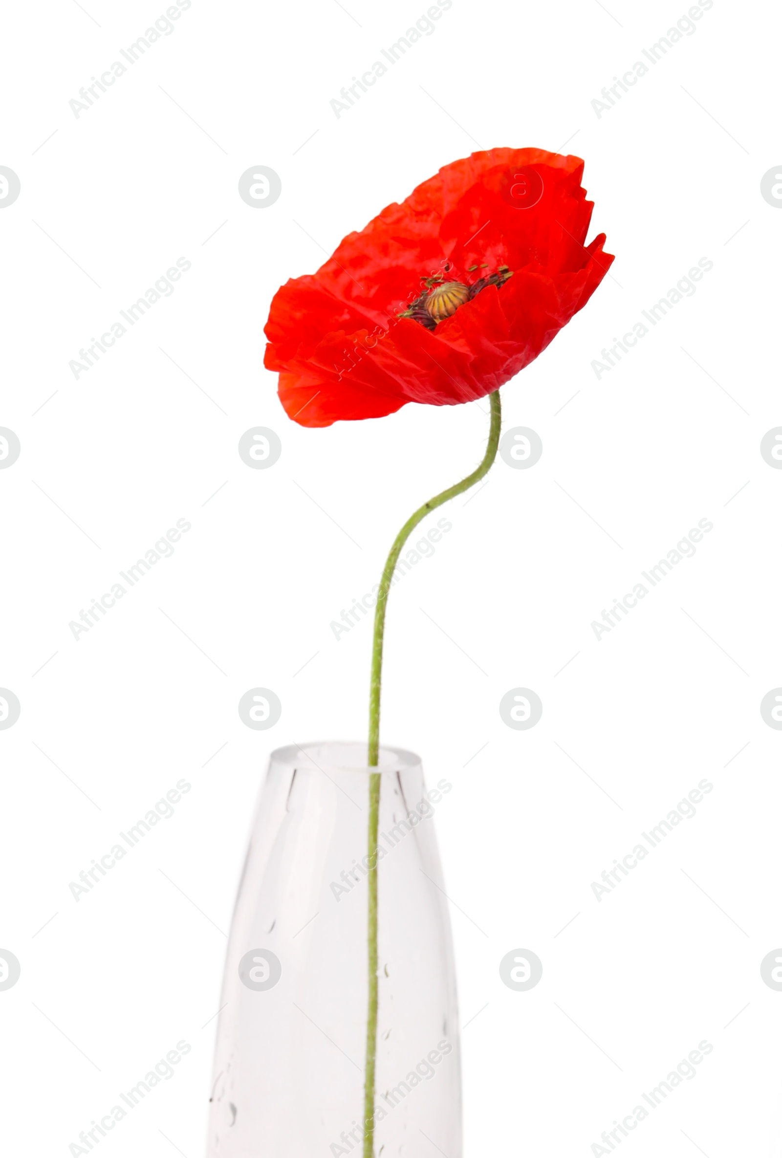 One beautiful poppy flower in vase isolated on white Photo of One beautiful poppy flower in vase isolated on white