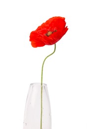 Photo of One beautiful poppy flower in vase isolated on white