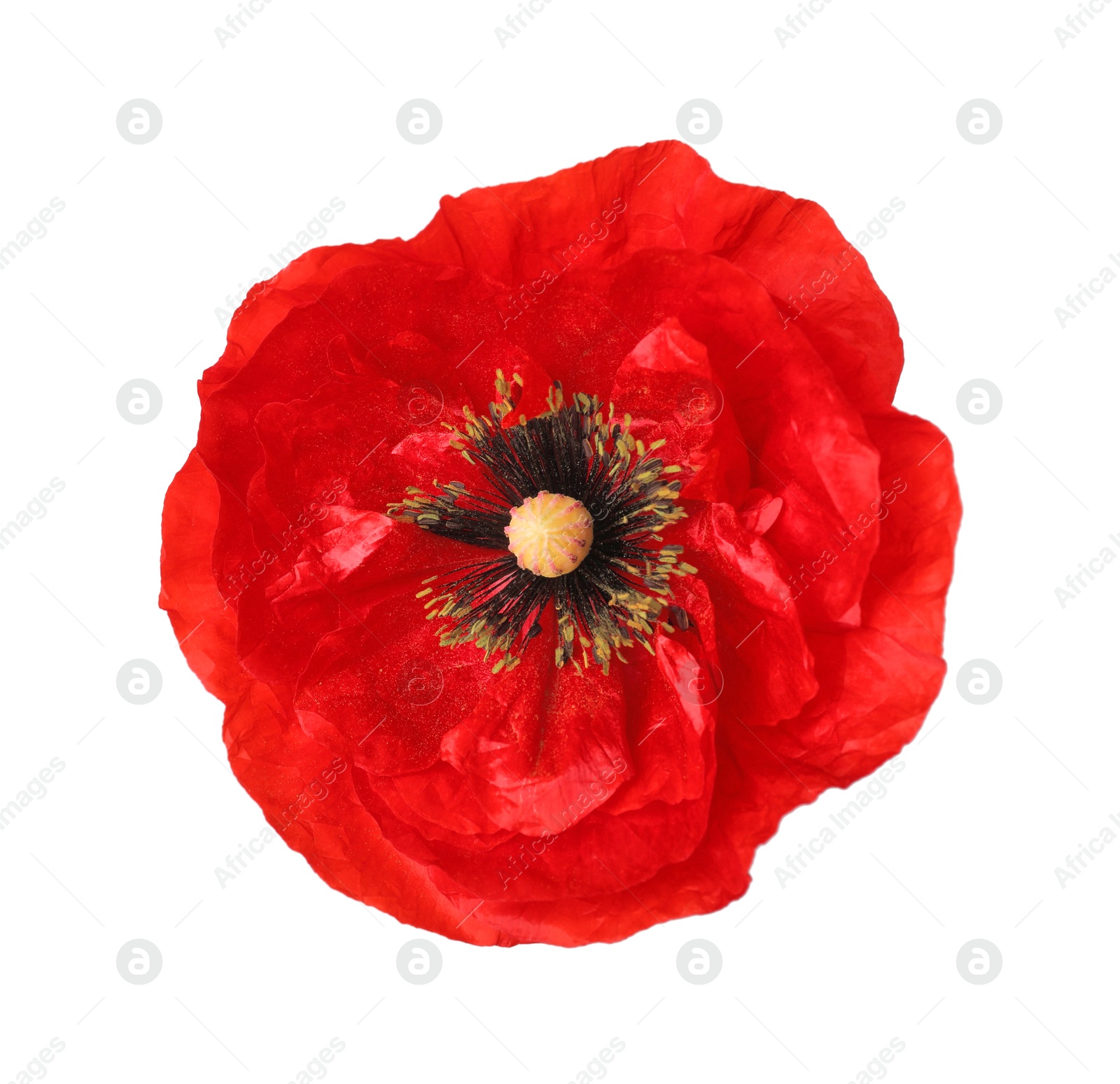 One beautiful poppy flower isolated on white Photo of One beautiful poppy flower isolated on white