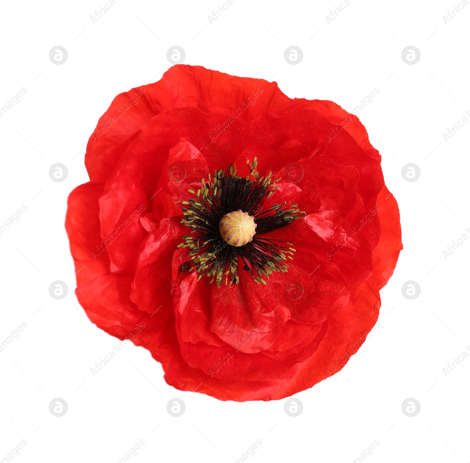 One beautiful poppy flower isolated on white Photo of One beautiful poppy flower isolated on white