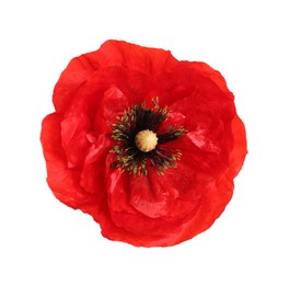 Photo of One beautiful poppy flower isolated on white