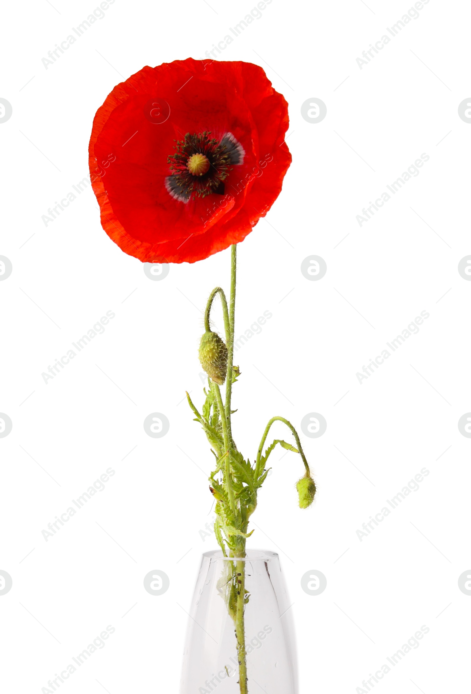 One beautiful poppy flower in vase isolated on white Photo of One beautiful poppy flower in vase isolated on white