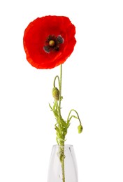 Photo of One beautiful poppy flower in vase isolated on white