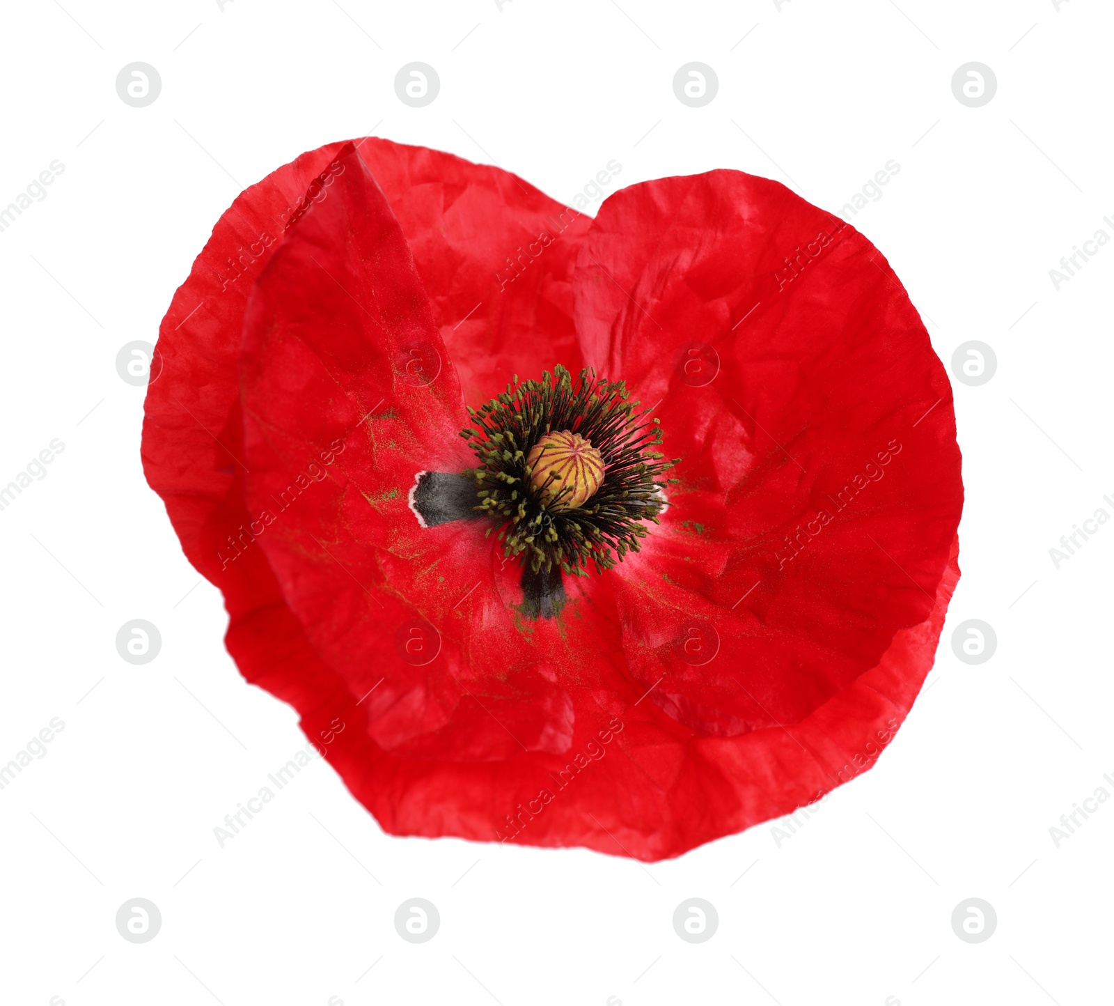 One beautiful poppy flower isolated on white Photo of One beautiful poppy flower isolated on white