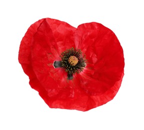 Photo of One beautiful poppy flower isolated on white
