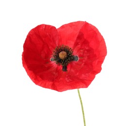Photo of One beautiful poppy flower isolated on white
