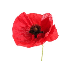 Photo of One beautiful poppy flower isolated on white