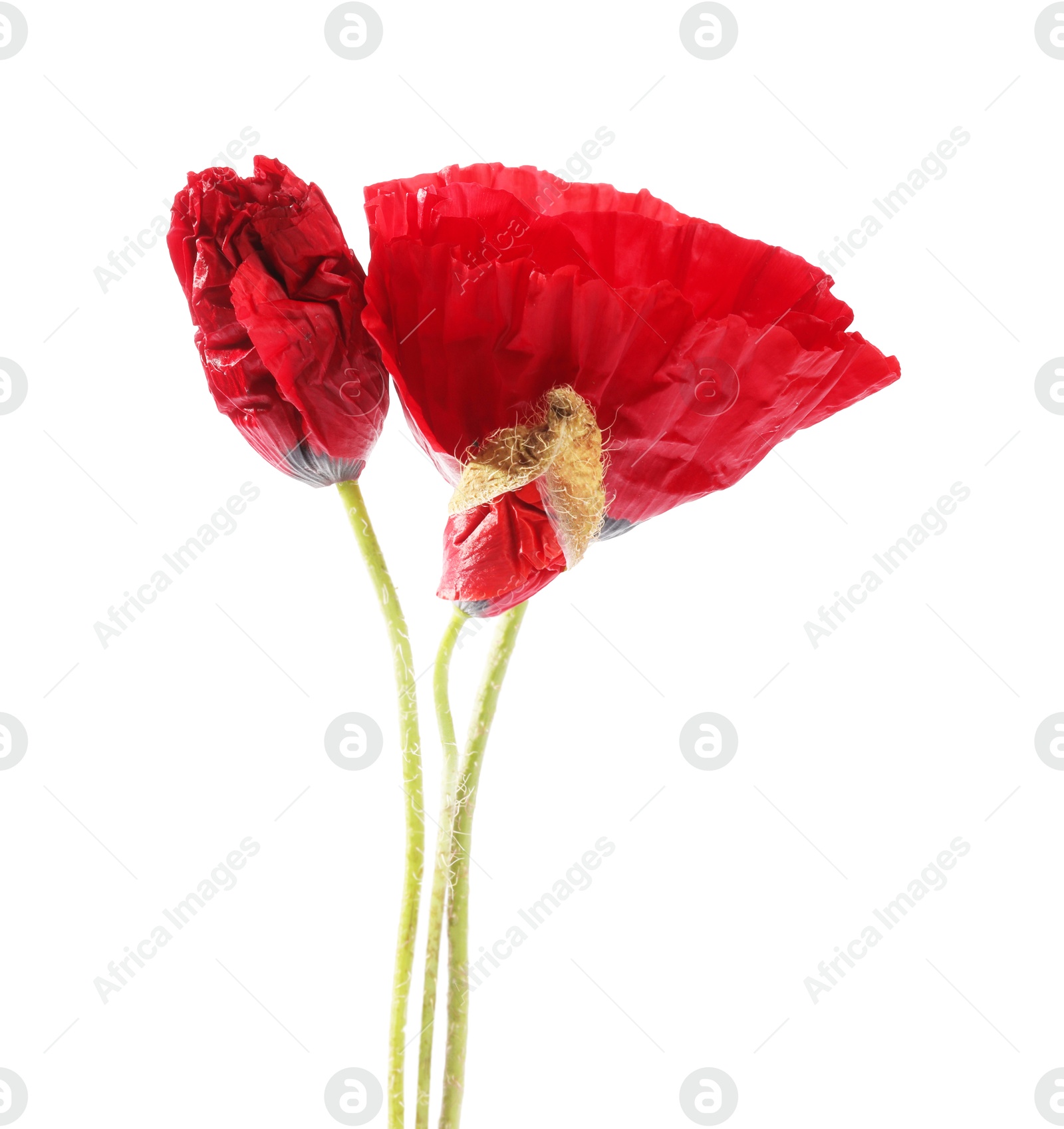 Bouquet of beautiful poppy flowers isolated on white Photo of Bouquet of beautiful poppy flowers isolated on white