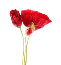 Photo of Bouquet of beautiful poppy flowers isolated on white