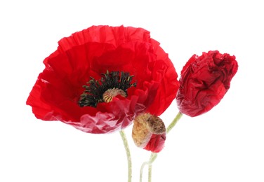 Photo of Bouquet of beautiful poppy flowers isolated on white