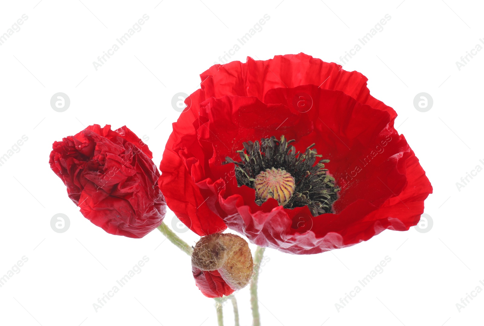 Bouquet of beautiful poppy flowers isolated on white Photo of Bouquet of beautiful poppy flowers isolated on white