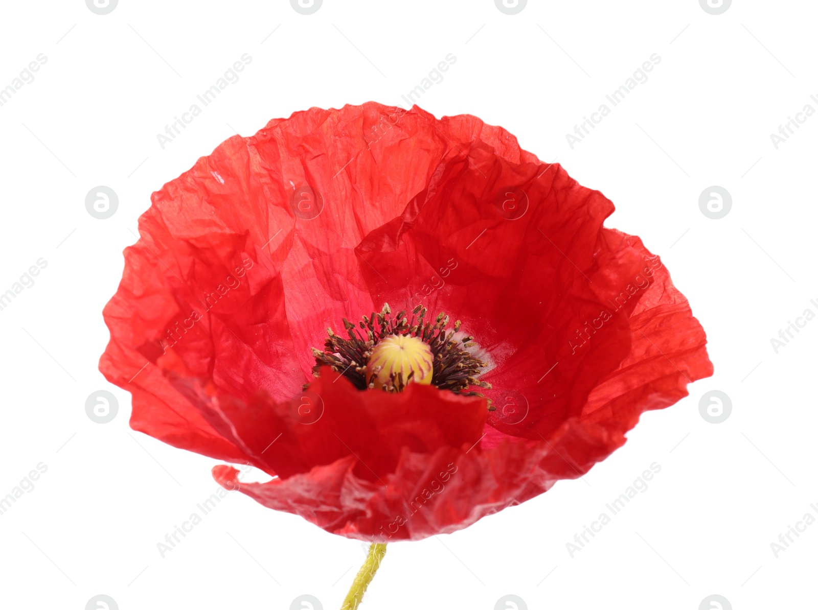 One beautiful poppy flower isolated on white Photo of One beautiful poppy flower isolated on white