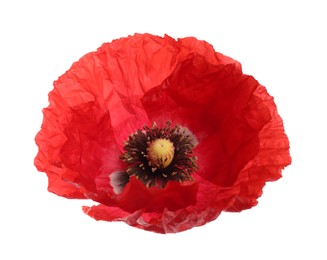 Photo of One beautiful poppy flower isolated on white