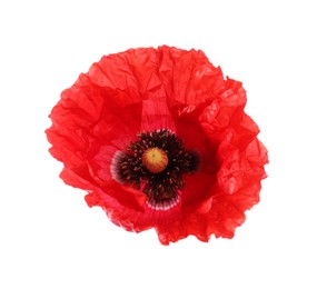Photo of One beautiful poppy flower isolated on white