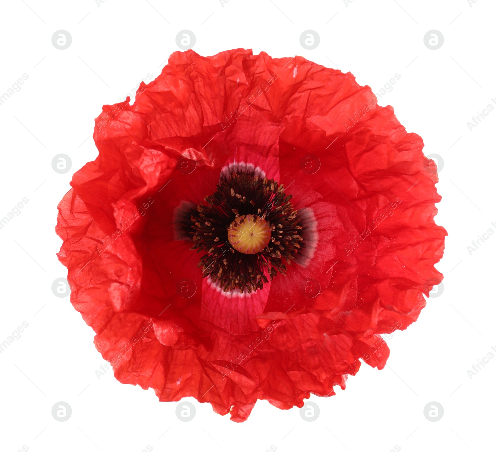 One beautiful poppy flower isolated on white Photo of One beautiful poppy flower isolated on white