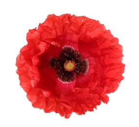 Photo of One beautiful poppy flower isolated on white