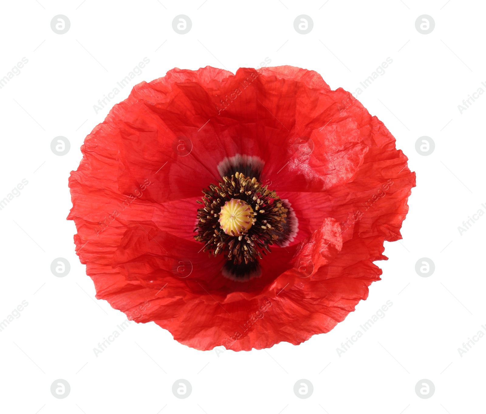 Photo of One beautiful poppy flower isolated on white