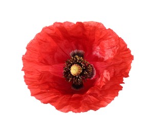 Photo of One beautiful poppy flower isolated on white