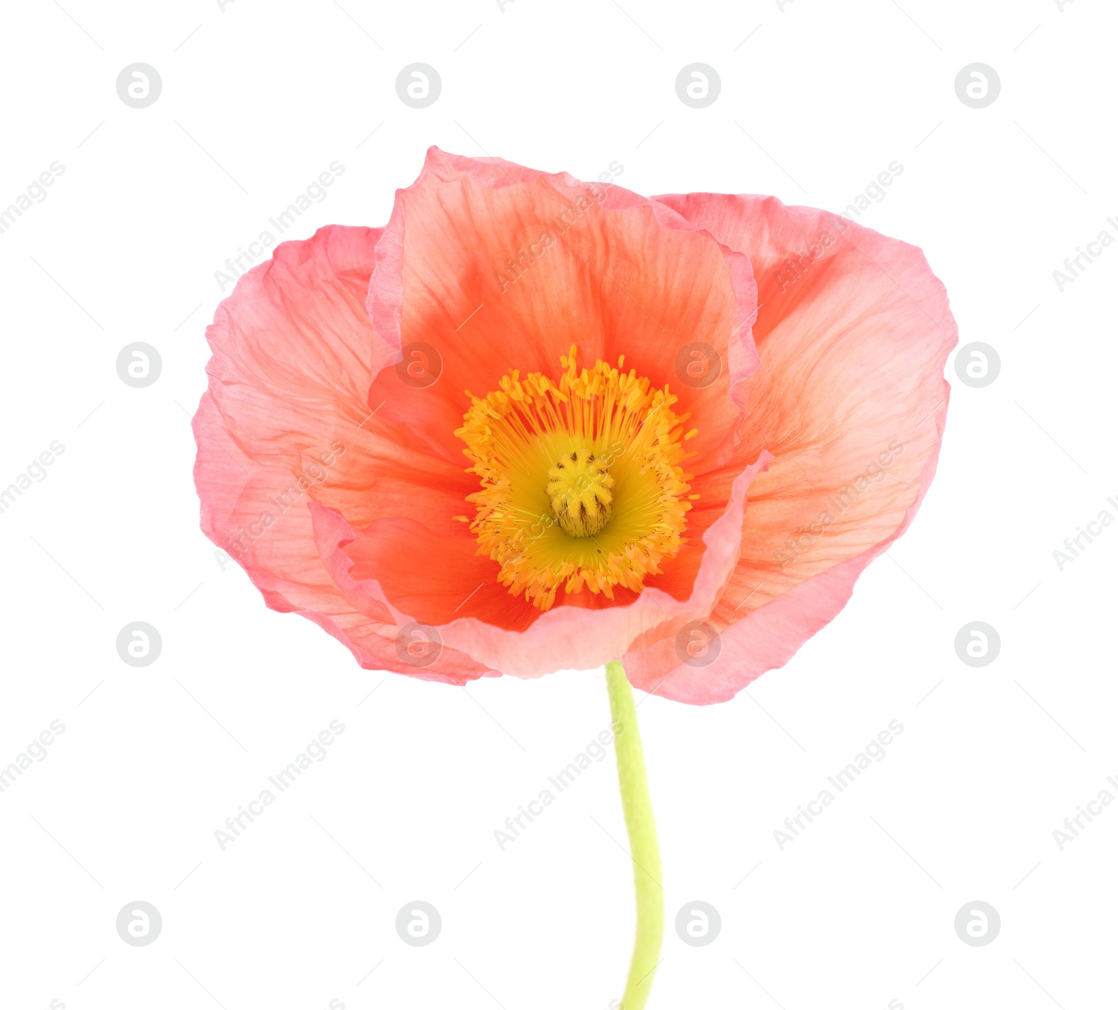 One beautiful poppy flower isolated on white Photo of One beautiful poppy flower isolated on white