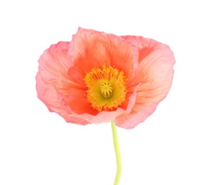 Photo of One beautiful poppy flower isolated on white