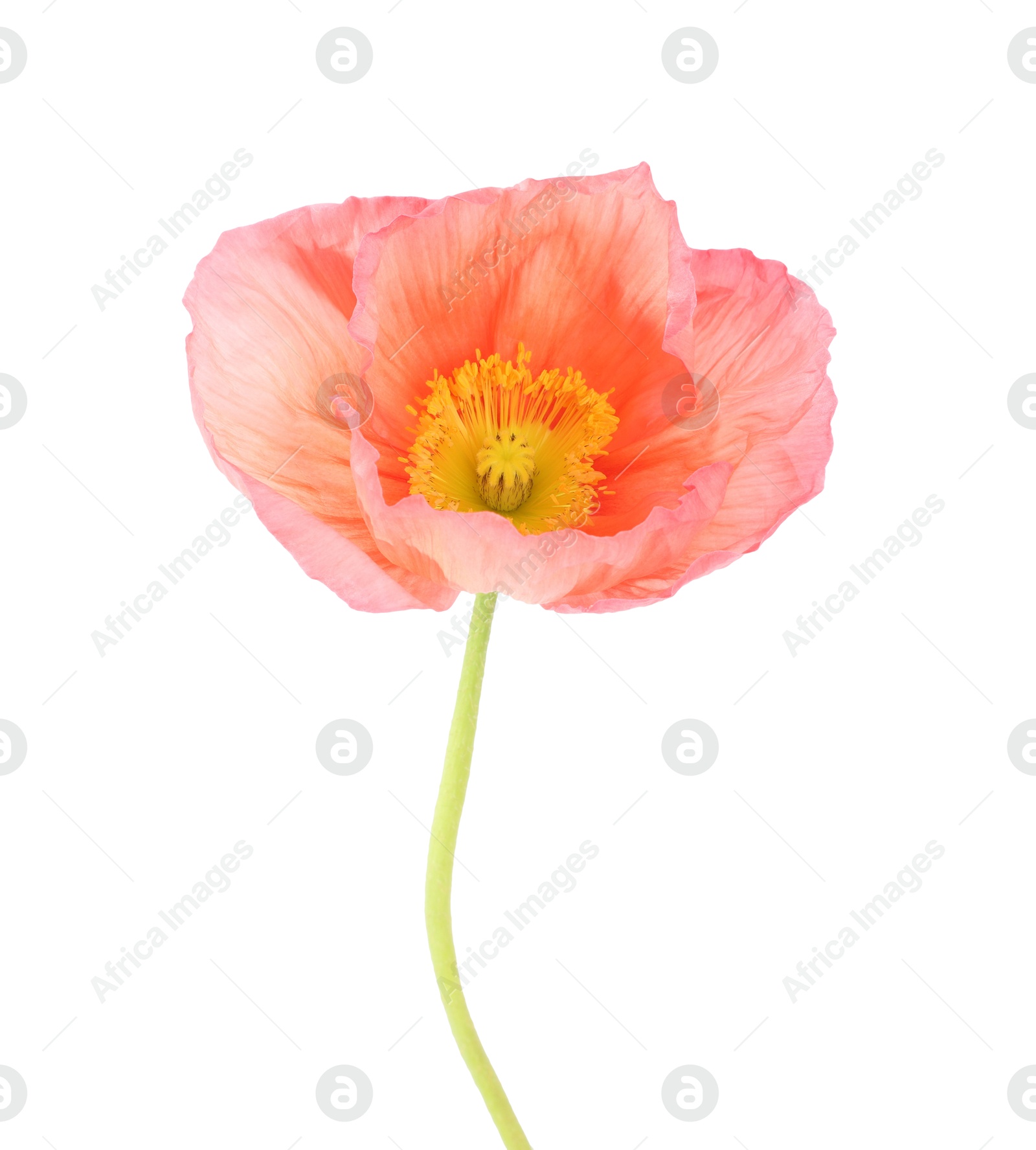 One beautiful poppy flower isolated on white Photo of One beautiful poppy flower isolated on white