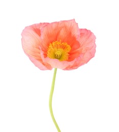 Photo of One beautiful poppy flower isolated on white