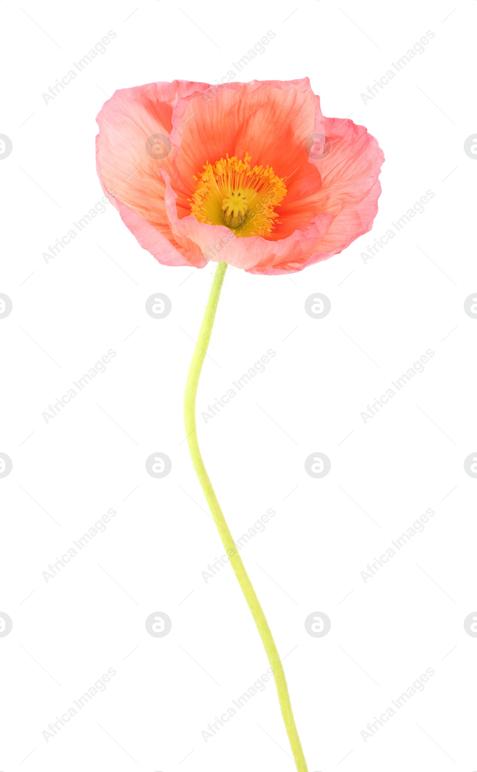 One beautiful poppy flower isolated on white Photo of One beautiful poppy flower isolated on white
