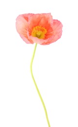 Photo of One beautiful poppy flower isolated on white