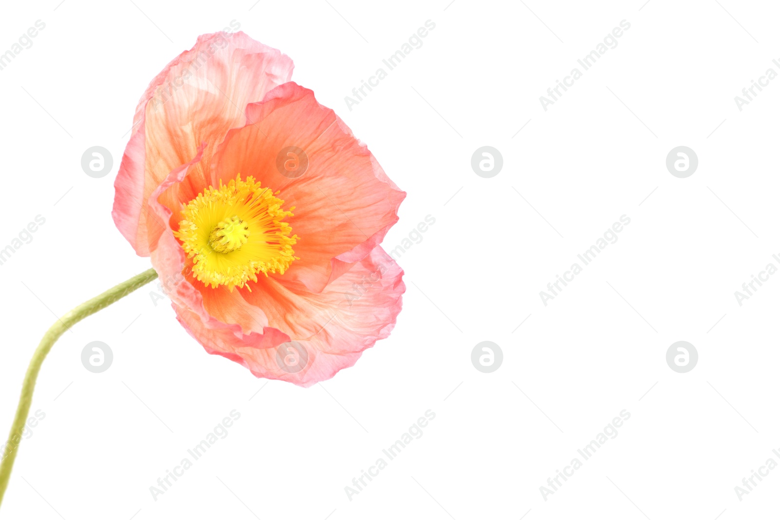 One beautiful poppy flower isolated on white Photo of One beautiful poppy flower isolated on white