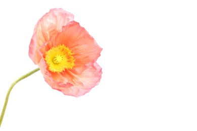Photo of One beautiful poppy flower isolated on white