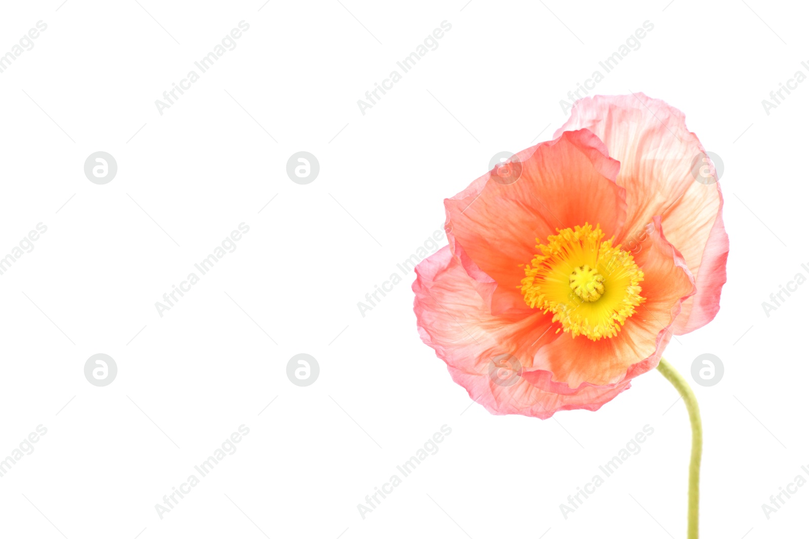 One beautiful poppy flower isolated on white Photo of One beautiful poppy flower isolated on white