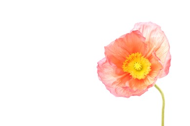 Photo of One beautiful poppy flower isolated on white