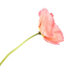 Photo of One beautiful poppy flower isolated on white