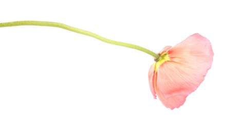Photo of One beautiful poppy flower isolated on white