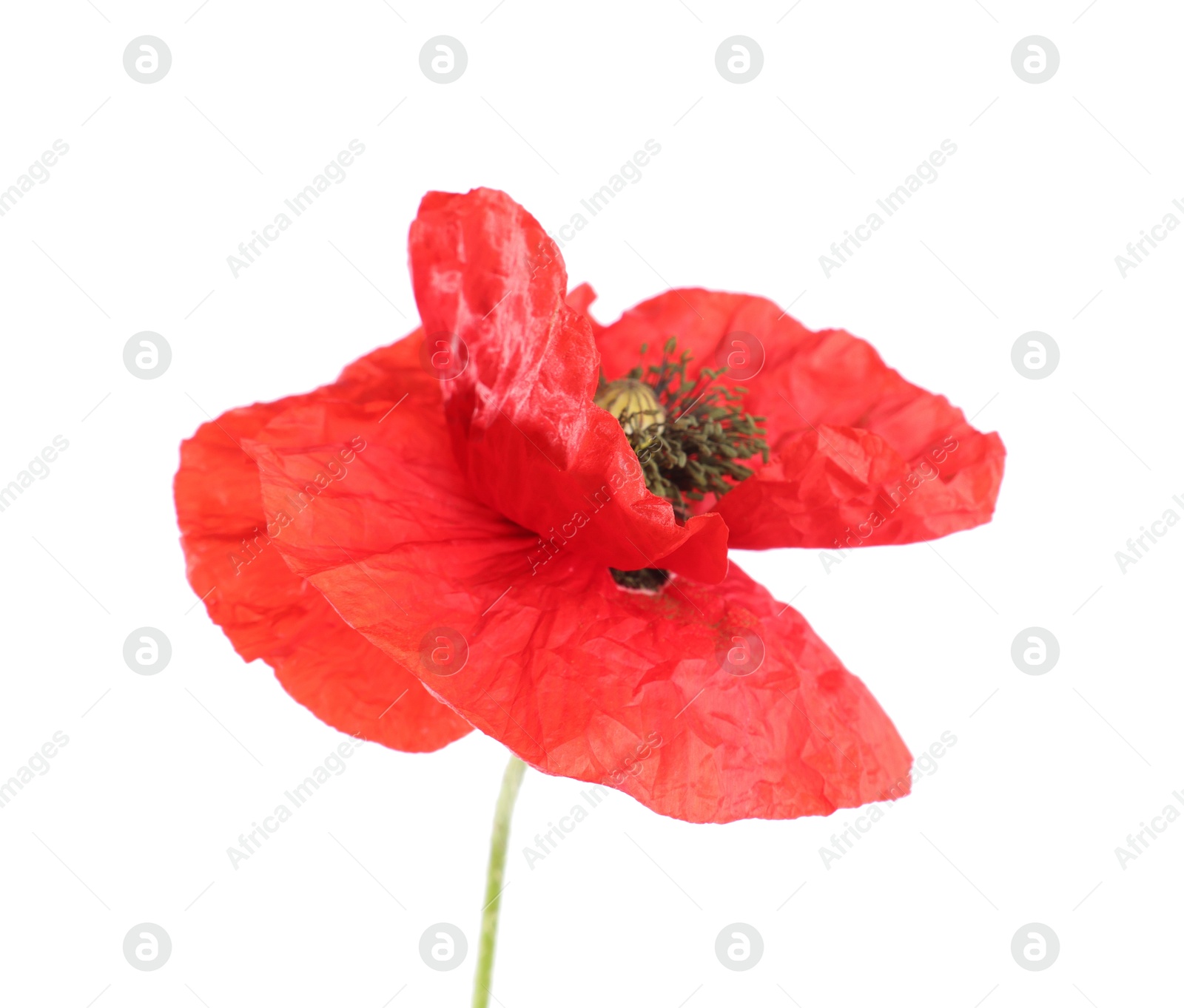 One beautiful poppy flower isolated on white Photo of One beautiful poppy flower isolated on white