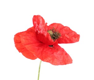 Photo of One beautiful poppy flower isolated on white