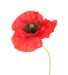 Photo of One beautiful poppy flower isolated on white