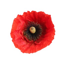Photo of One beautiful poppy flower isolated on white