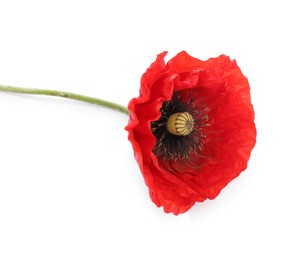 Photo of One beautiful poppy flower isolated on white