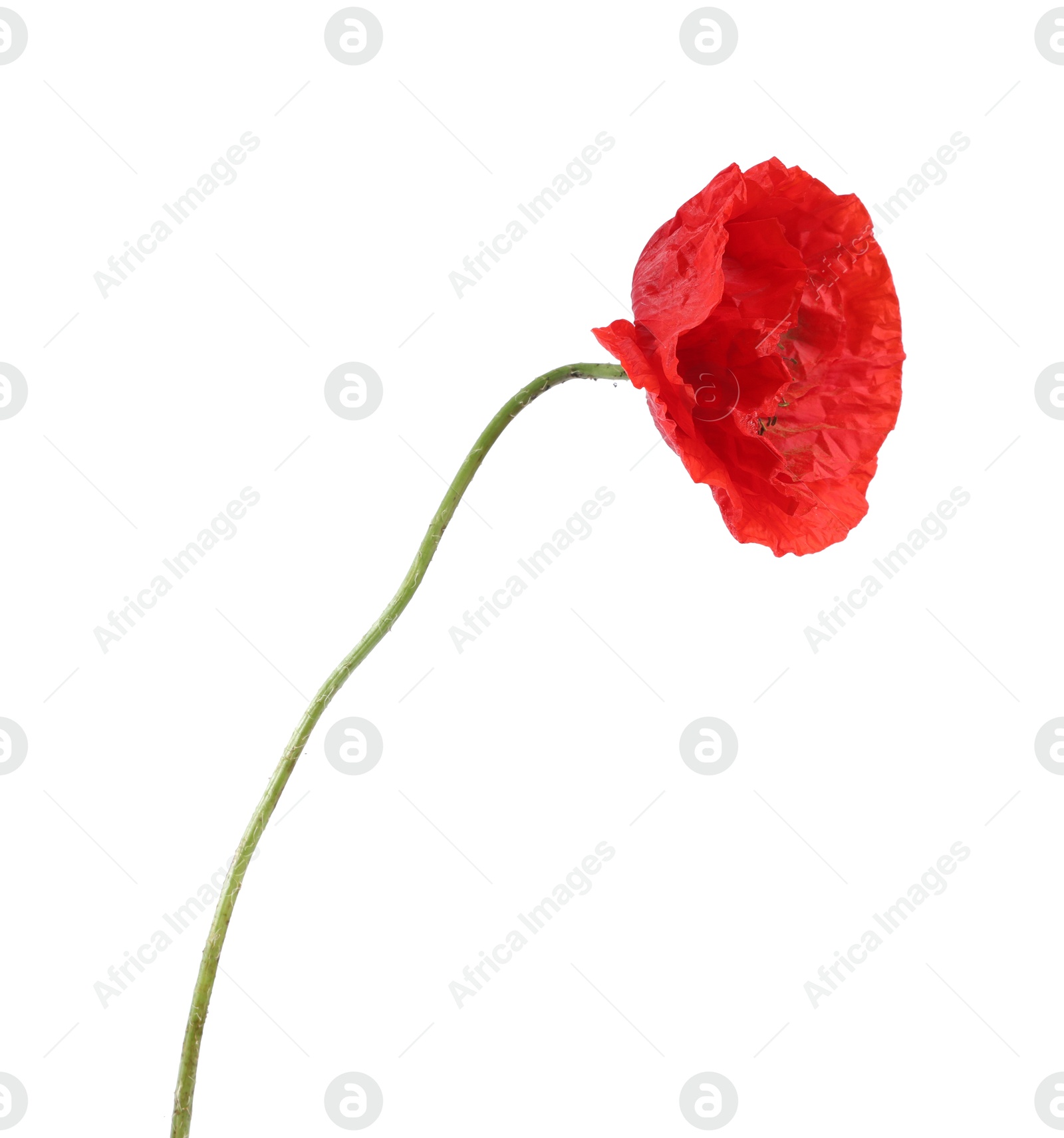 One beautiful poppy flower isolated on white Photo of One beautiful poppy flower isolated on white
